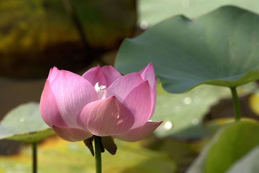 shallow focus photography of pink flower, Lotus, Peach, Bloom, HD wallpaper