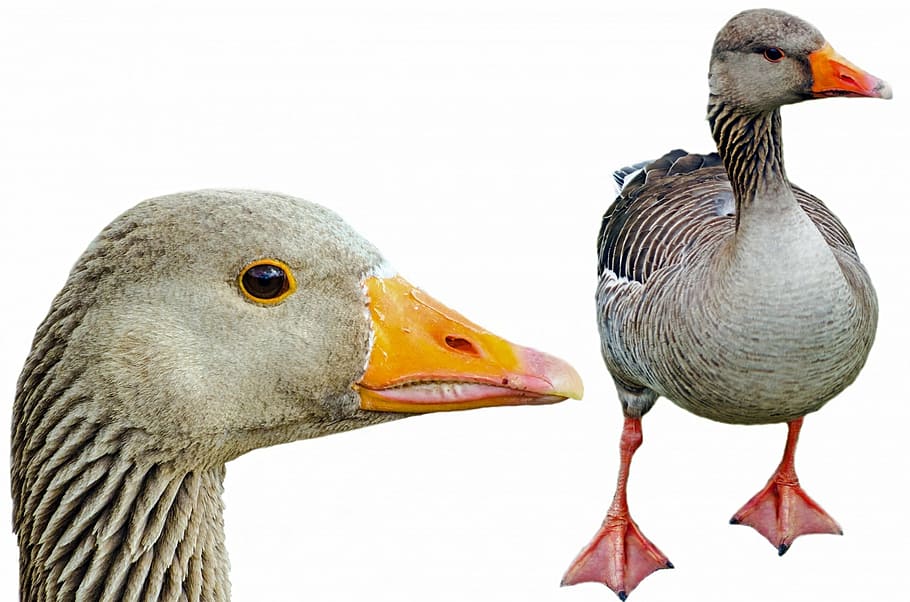 photo of gray duck, greylag, isolated, pets, neck, agriculture HD wallpaper