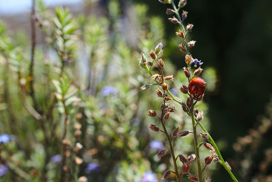 ladybug, wildlife, animal, summer, plant, growth, food and drink HD wallpaper