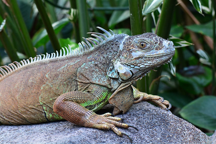 iguana, posing, sunning, animal themes, reptile, lizard, animal wildlife HD wallpaper