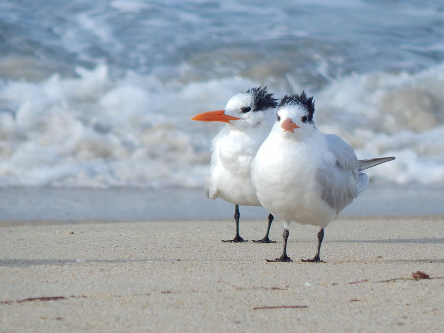 Morning_Beach, two white birds on seashore, gull, seagull, sand HD wallpaper