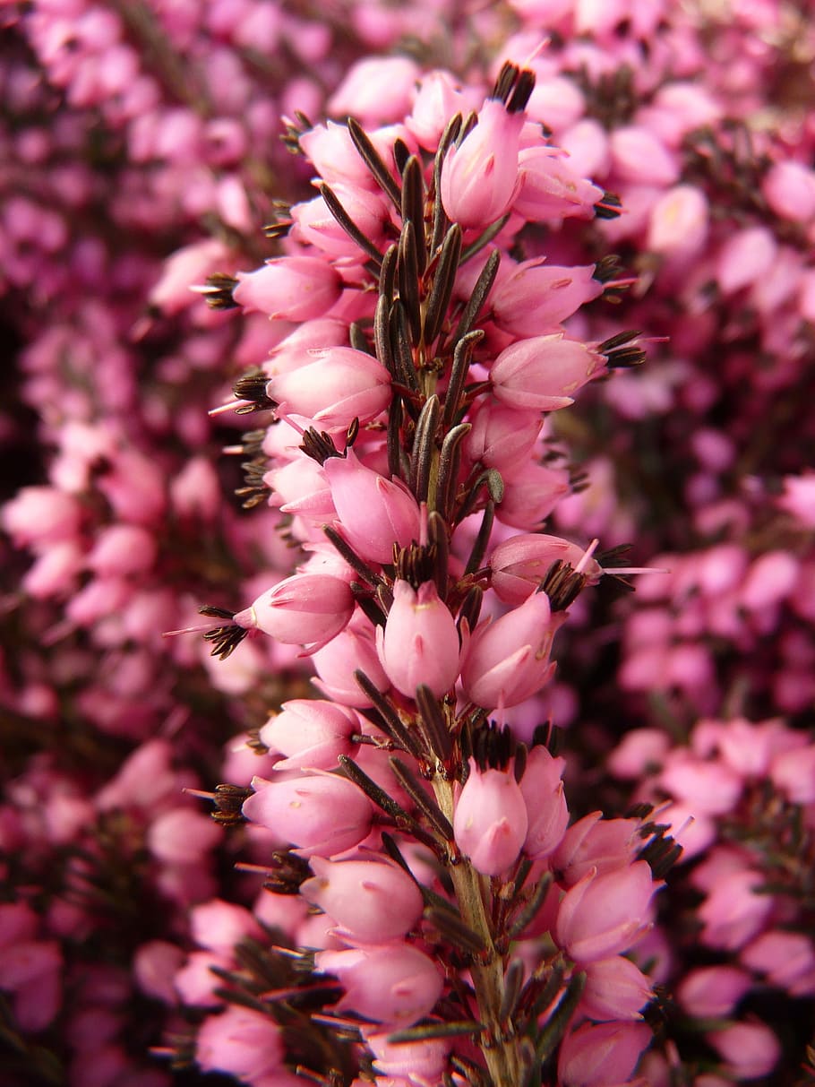 heather, erika, flower, bloom, plant, garden, pink, purple HD wallpaper