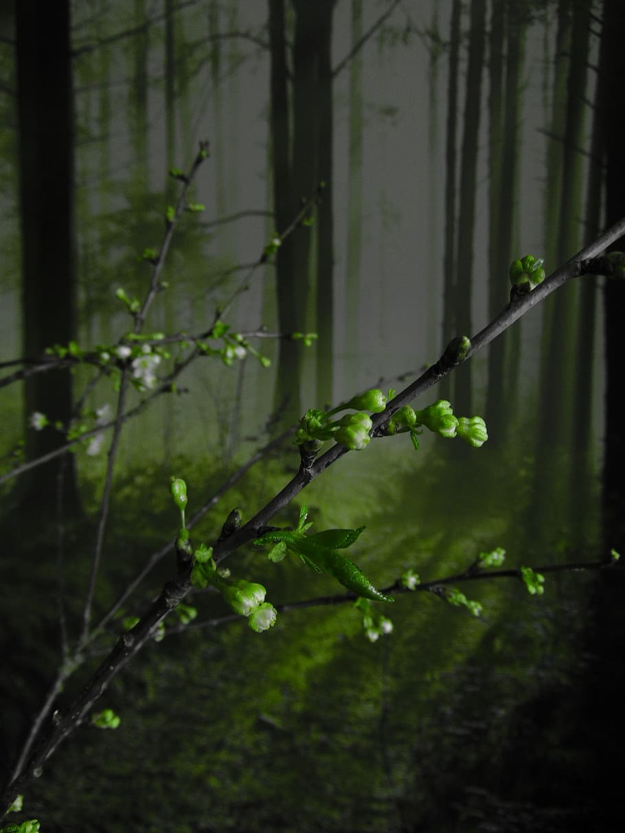 flowers, forest, spring, bloom, trees, spring flower, signs of spring HD wallpaper