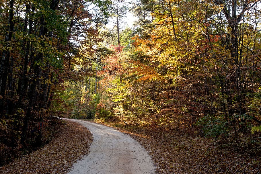 Forest, Sunlight, Landscape, Morning, autumn, tree, yellow leaves HD wallpaper
