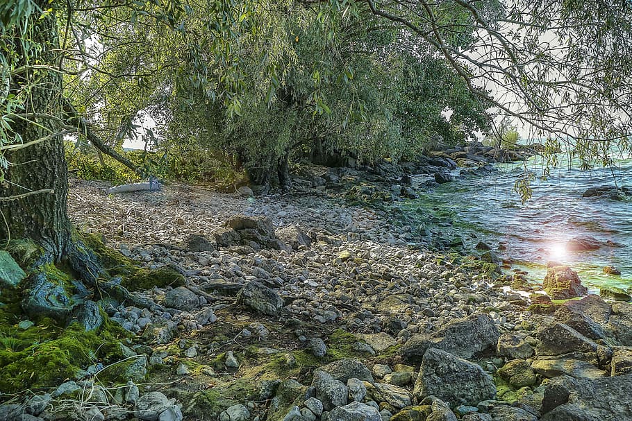 landscape, nature, river, tree, plant, forest, tranquility HD wallpaper