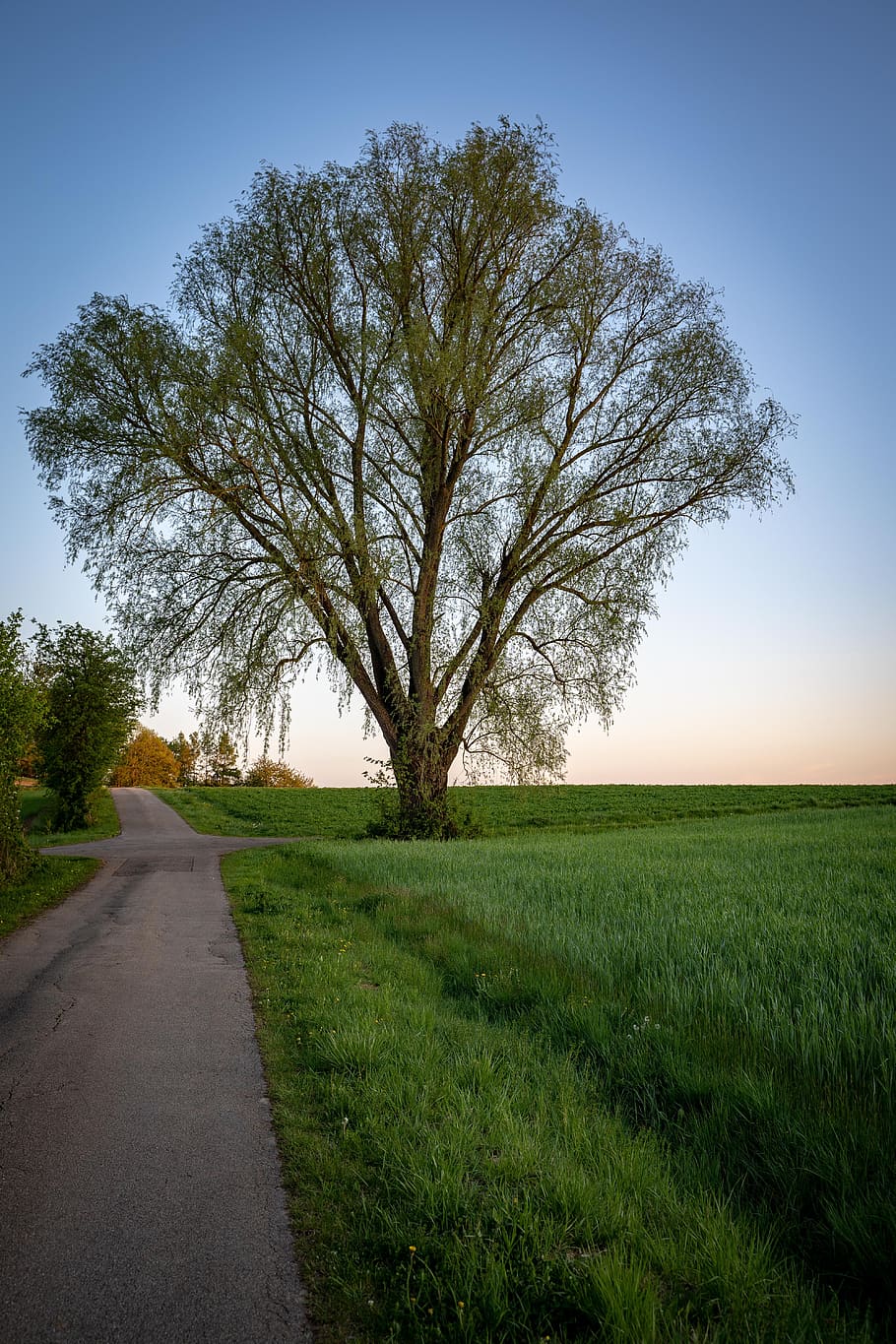 tree, away, evening, idyll, mood, sunset, road, oak, nature HD wallpaper