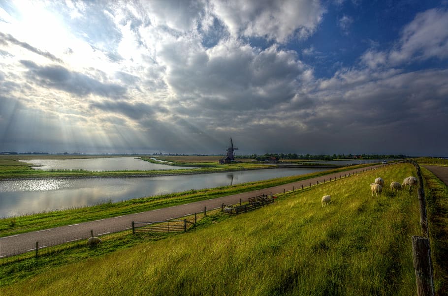 grasses near body of water, texel, windmill, netherlands, sky HD wallpaper