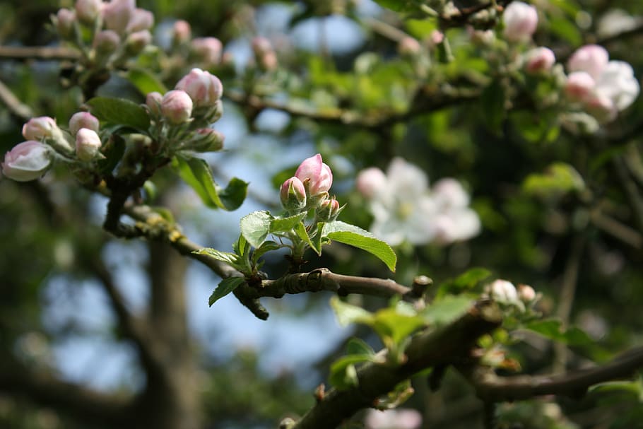 apple blossom, apple tree, spring, branch, bloom, bud, plant HD wallpaper