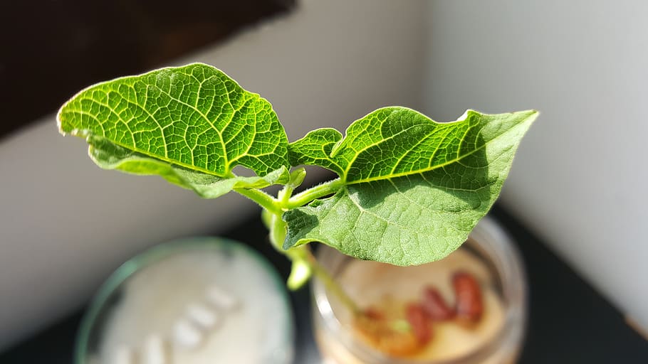 leaves, bean, leaf, organic, green, plant, agriculture, plant part HD wallpaper