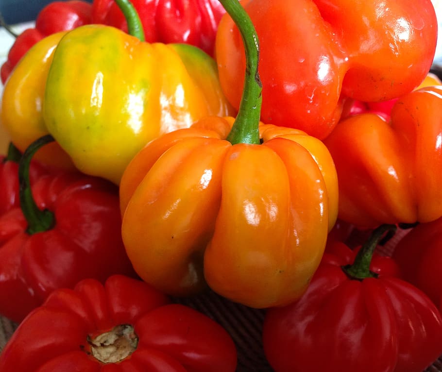 peppers, caribbean, spices, kitchen, vegetable, food, food and drink HD wallpaper
