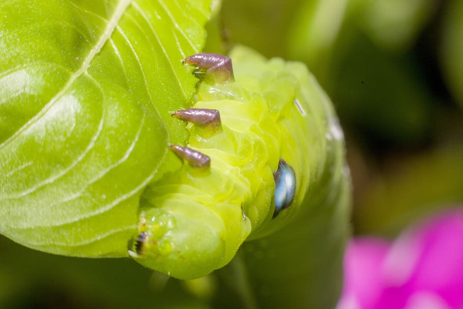 caterpillar, macro worms, close-up, animal themes, animal wildlife HD wallpaper