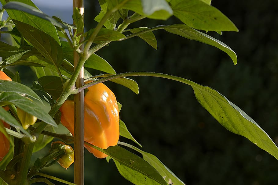 Paprika, Pepperoni, Vegetables, Sharp, orange, ripe, healthy HD wallpaper