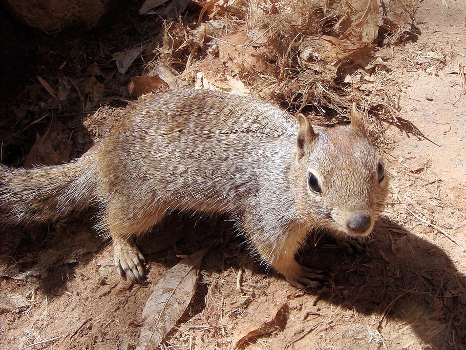 Animal, Ground Squirrel, nature, rodents, mammal, one animal HD wallpaper