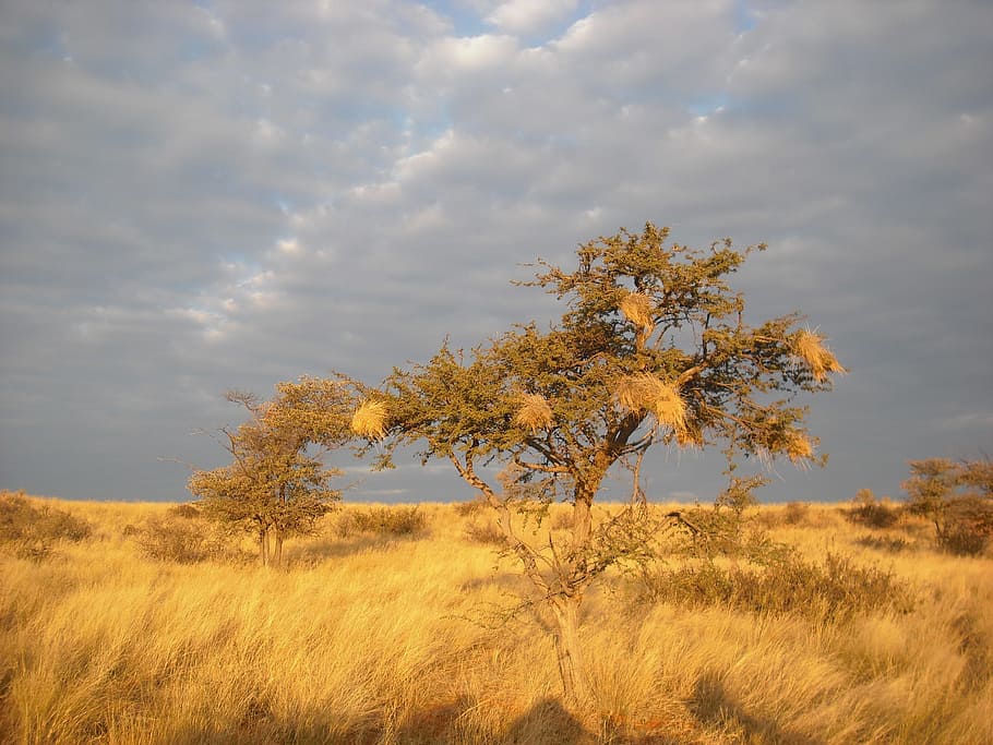 Savannah, Africa, Tree, Sunset, Drought, nature, grass, landscape HD wallpaper