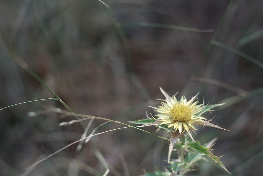 dry, flower, herbal, natural, plant, yellow, floral, thistle HD wallpaper