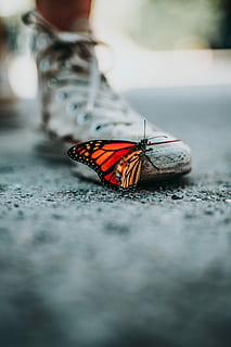 selective focus photo of butterfly on shoe, selective focus monarch butterfly perching on white shoe HD wallpaper