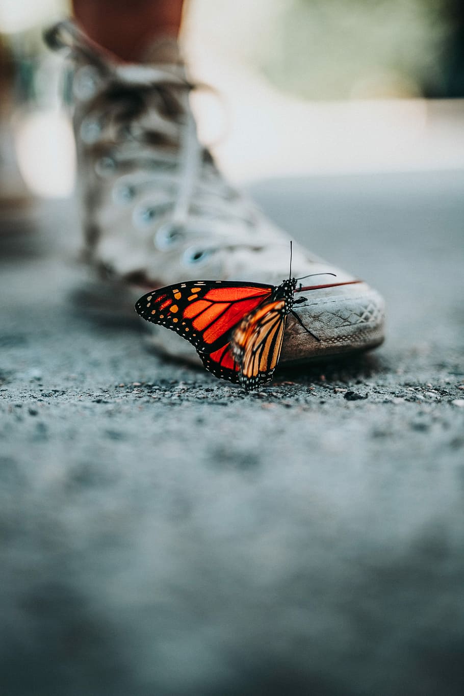 selective focus photo of butterfly on shoe, selective focus monarch butterfly perching on white shoe HD wallpaper