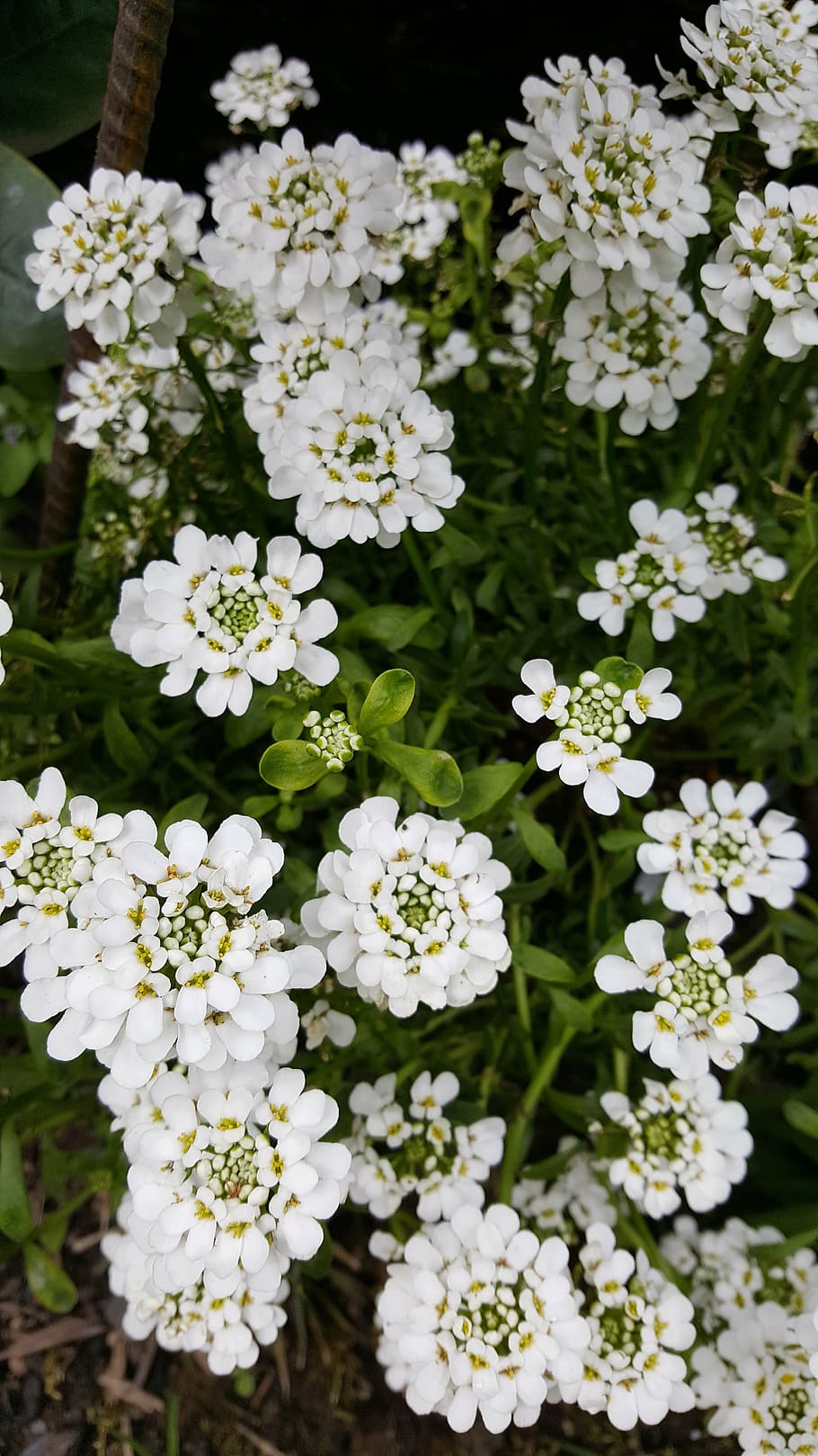 white, flower, plant, flowering plant, freshness, beauty in nature HD wallpaper