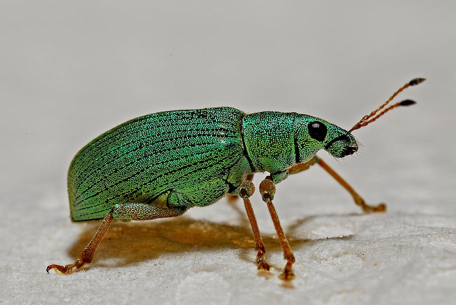 green weevil closeup photography, macro, arthropod, entomology, HD wallpaper