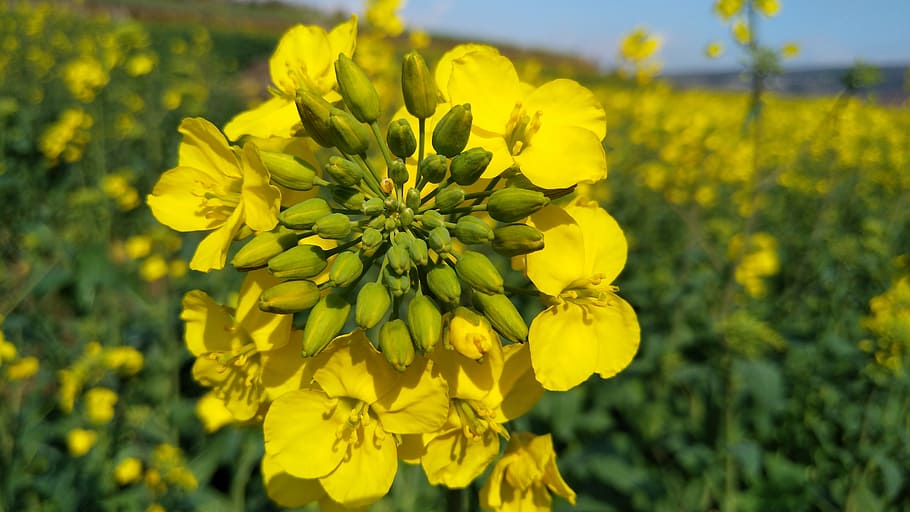 cauliflower, grassland, scenery, yellow, flowering plant, freshness HD wallpaper