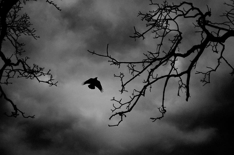 low angle and silhouette photography of bird flying above bare trees HD wallpaper