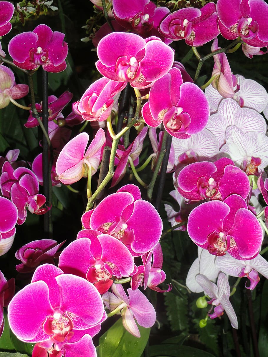 phaleanopsis, paris, expos, flower, flowering plant, pink color HD wallpaper