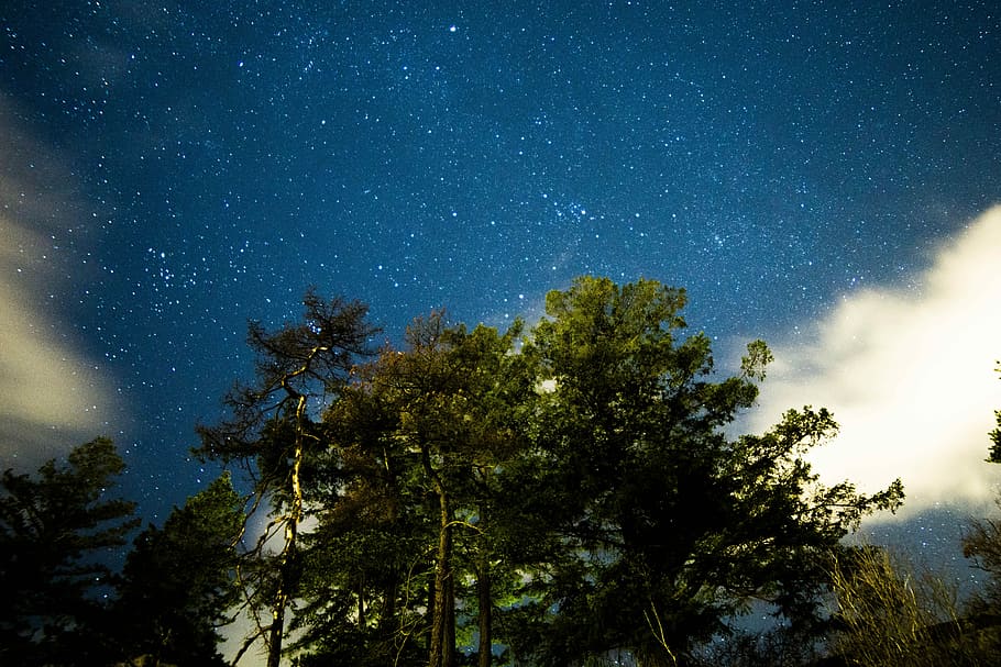 green tree under cloudy sky, low-angle photo of trees, night HD wallpaper