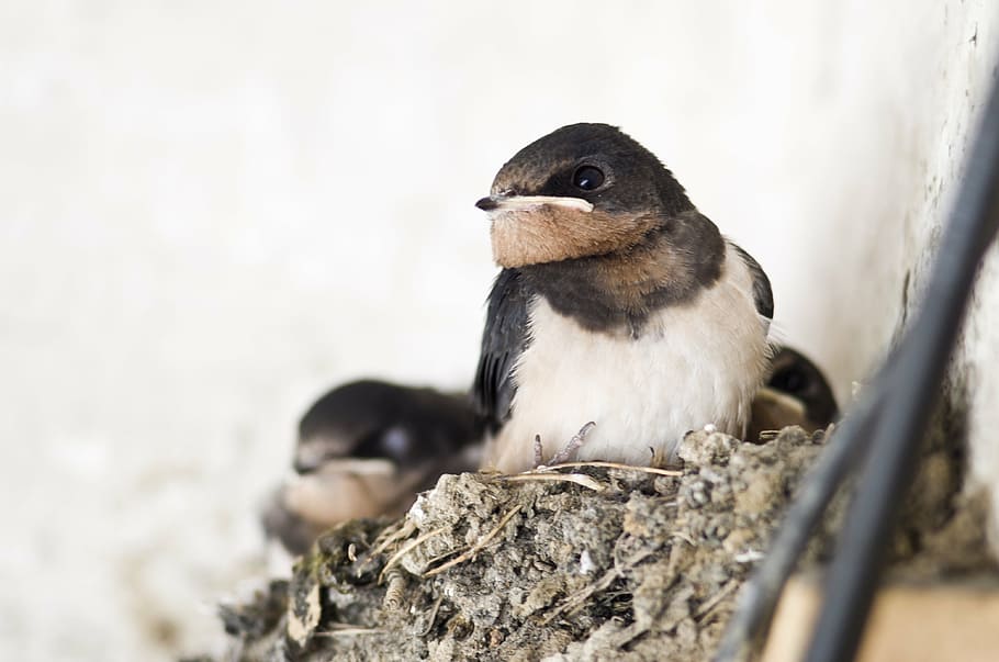 swallow, bird, nest, animal wildlife, animals in the wild, vertebrate HD wallpaper
