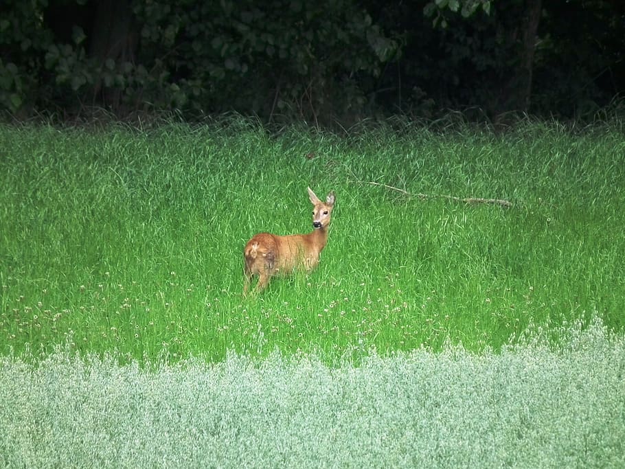 roe deer, meadow, forest, wild, scheu, green, red deer, animal themes HD wallpaper