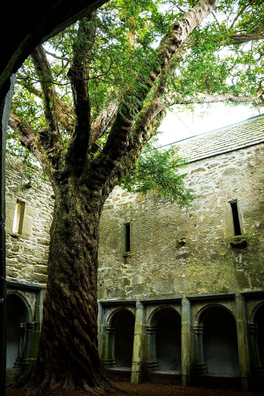 muckross abbey, tree, killarney, ruin, ireland, old building HD wallpaper