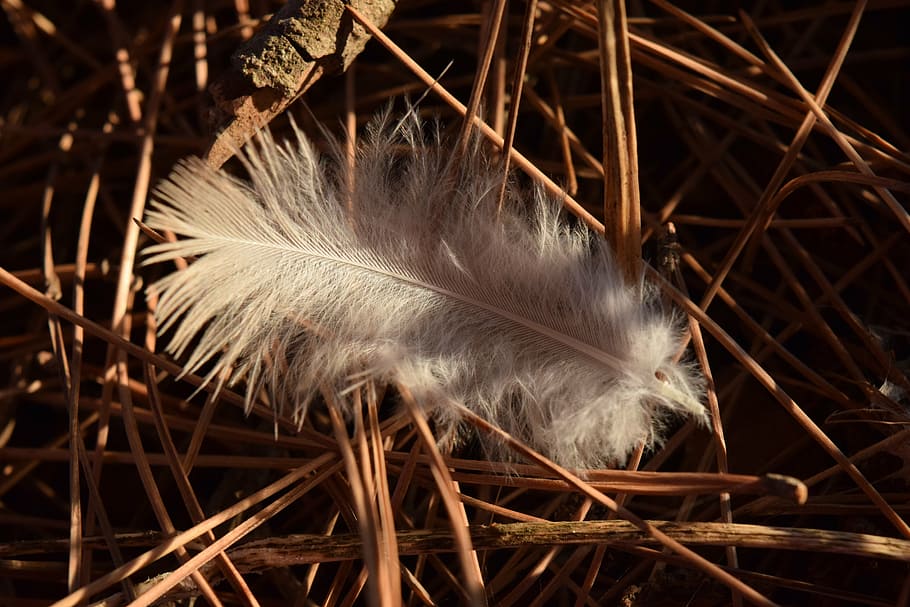 spring, bird feather, fluff, lonely, white, fluffy, close-up HD wallpaper