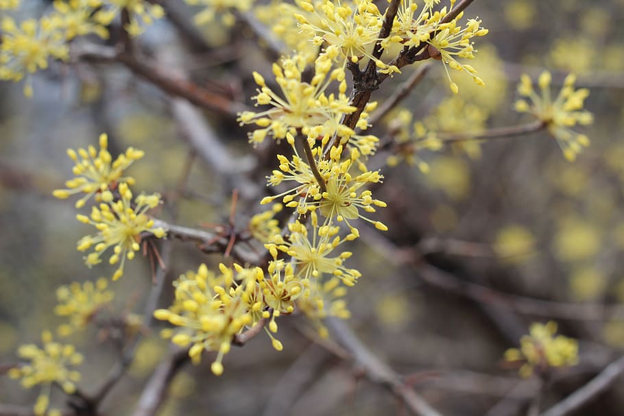 yellow, flower, cornelian cherry, spring, beautiful, plant HD wallpaper