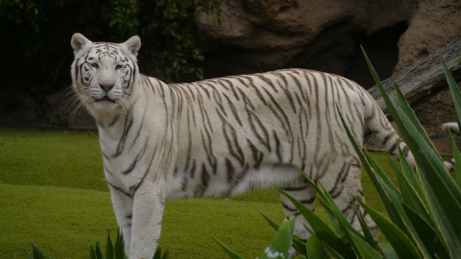 Tiger, Cat, noble, one animal, animal themes, mammal, animal wildlife HD wallpaper