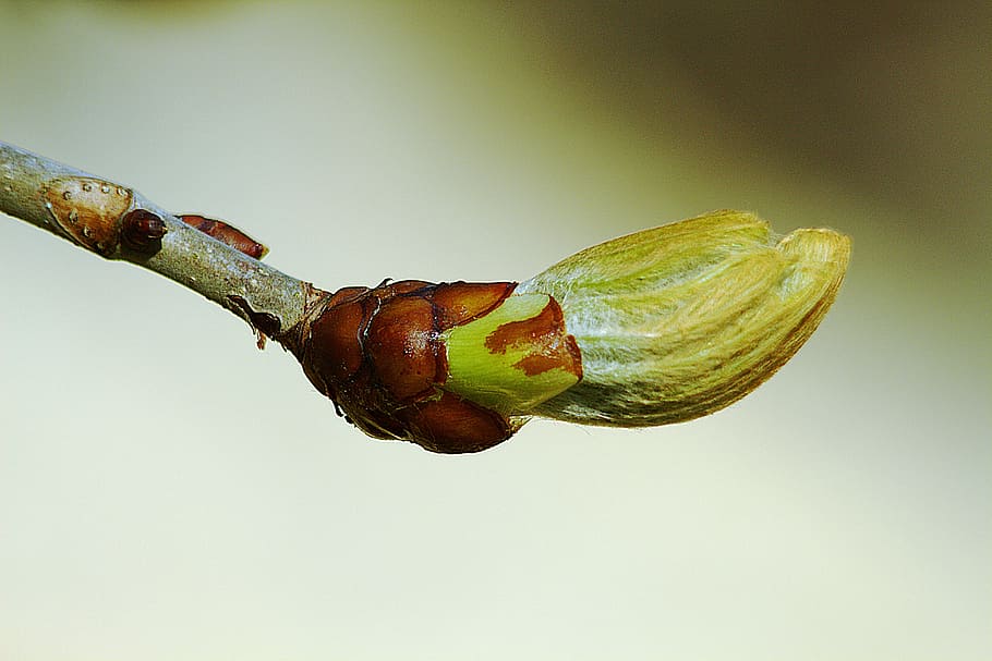 bud, spring, close, tree, nature, shoots, branch, close-up HD wallpaper
