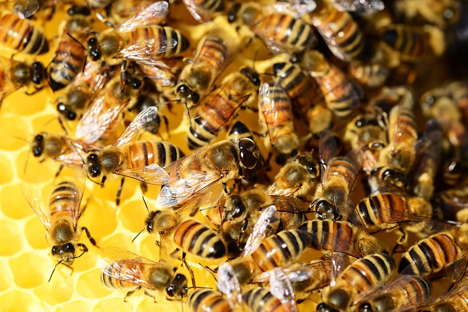 swarm of honey bee on focus photo, Honey Bees, Beehive, Honey, Bees