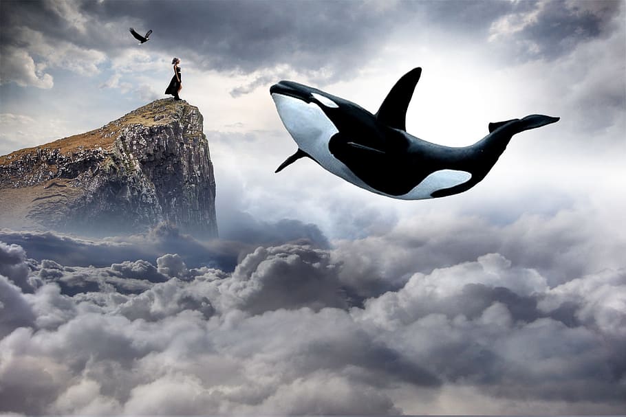 whale on clouds digital wallpaper, sky, nature, outdoors, dramatic HD wallpaper