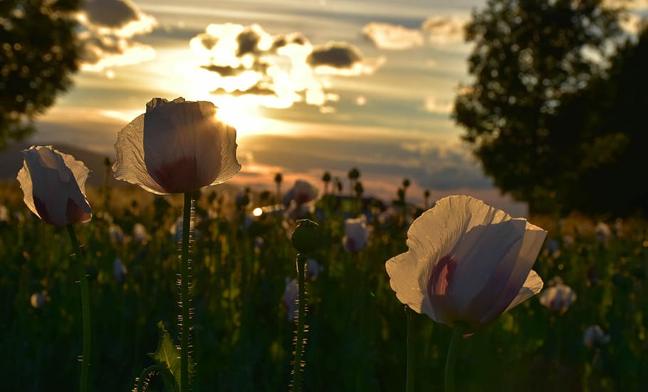 Poppies, West, Field, nature, outdoors, focus on foreground HD wallpaper