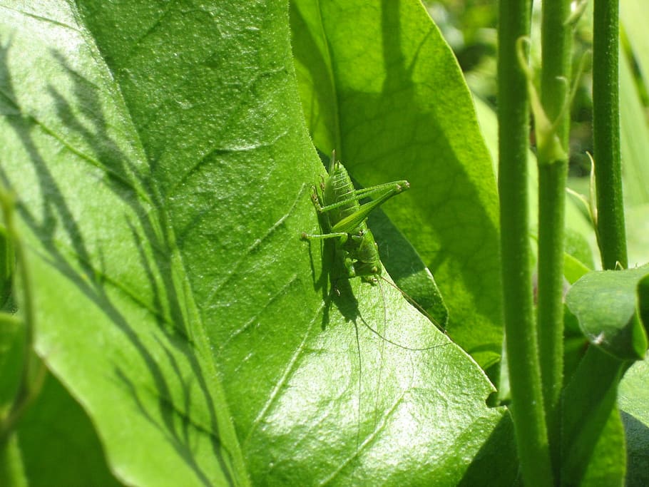 Grille, Grasshopper, Insect, green, nature, leaf, plant, summer HD wallpaper