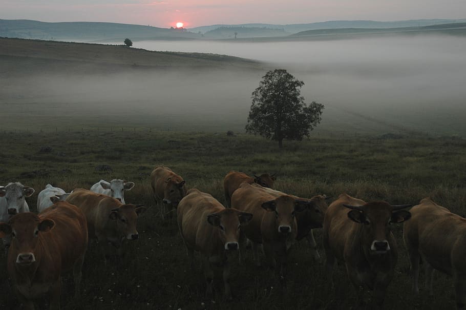 cows, cattle, mountain, animal, agriculture, pasture, nature HD wallpaper