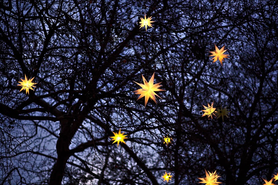 trees, dark, night, star, light, plant, flower, flowering plant HD wallpaper