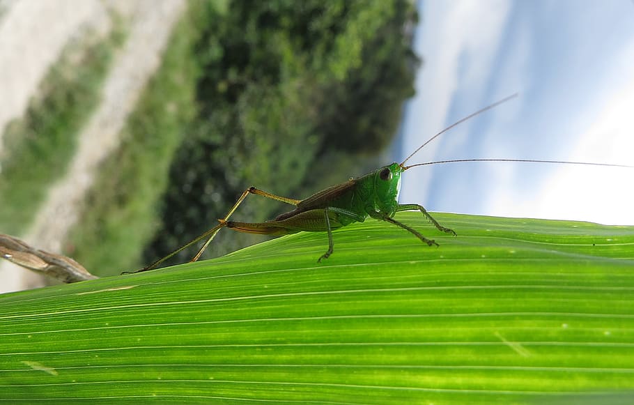 insect, cricket, grasshopper, one animal, invertebrate, animal themes HD wallpaper
