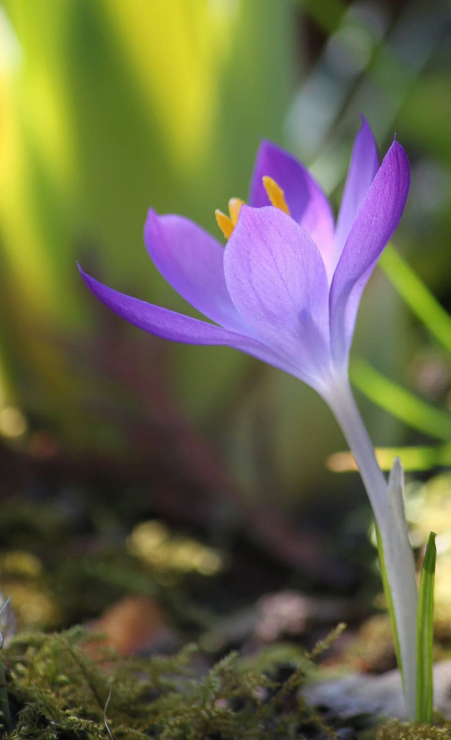 purple Crocus flower, spring, blossom, bloom, close, flowers HD wallpaper