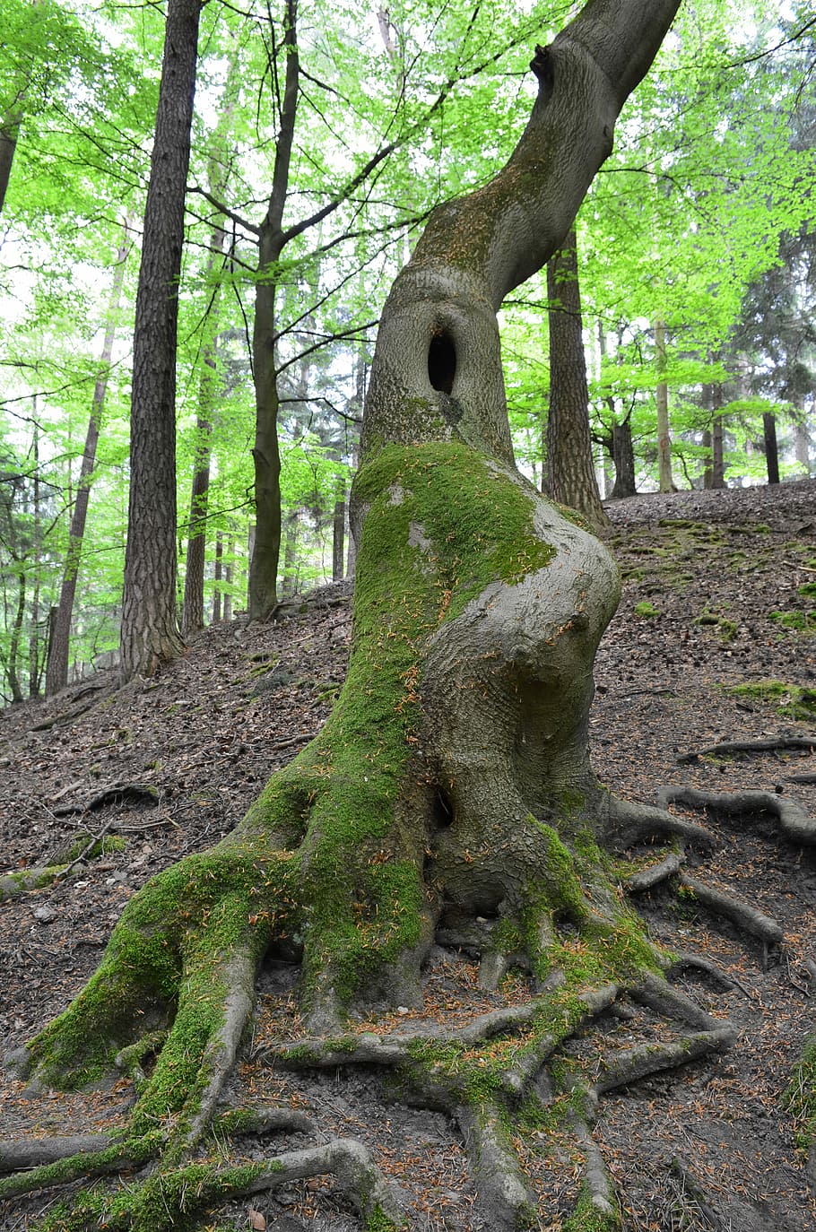 hollow tree covered with moss, Forest, Tree Roots, tree trunk HD wallpaper