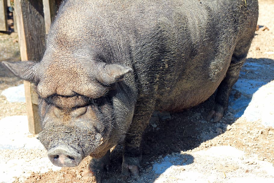 pot bellied pig, sow, thick, animal, farm, livestock, mammal, HD wallpaper