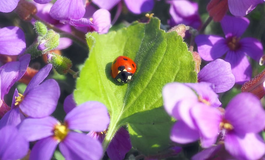 insect, nature, live, plant, flower, flowering plant, invertebrate HD wallpaper
