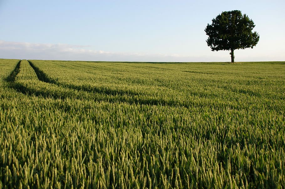 Deciduous Tree, Nature, Landscape, plant, field, solitary tree HD wallpaper