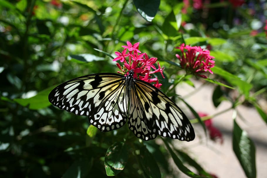 butterfly, nature, bloom, flower, wings, insect, garden, stylized, HD wallpaper