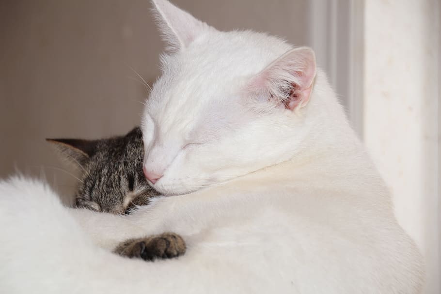 cat, kitty, white cat, snuggle, sleep, love, cuddle, mammal, HD wallpaper