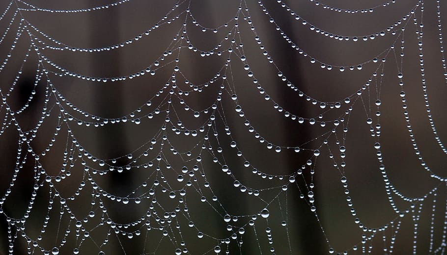 water droplets on cobweb, spider web, drops, dew, place, nature HD wallpaper