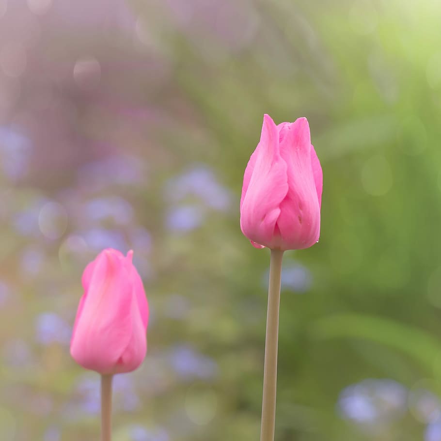 tulip, spring, nature, flower, tulpenbluete, drip, garden, light pink HD wallpaper